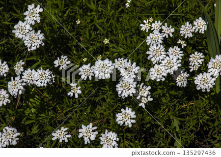 White beauty flowers of Iberis saxatilis or the rock candytuft in early spring garten White beauty flowers of Iberis saxatilis or the rock candytuft in early spring garten 135297436