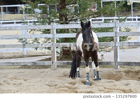 Walking horse 135297600