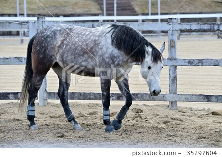 Walking horse Walking horse 135297604