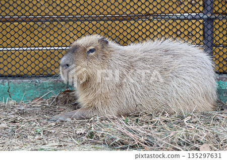 Relaxing capybara Relaxing capybara 135297631