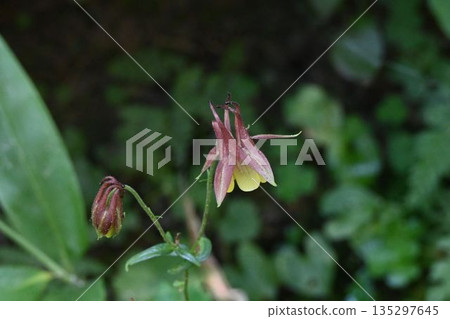 A uniquely shaped mountain columbine flower with petal-like purple-brown sepals and spurs and yellow petals seen in Kamikochi, Shinshu. A uniquely shaped mountain columbine flower with petal-like purple-brown sepals and spurs and yellow petals seen in Kamikochi, Shinshu. 135297645