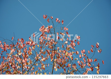 Nankinhase Nankinhase 135297663