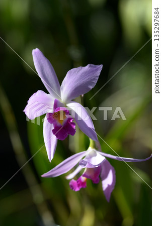 Lelia Ankenppus Lelia Ankenppus 135297684