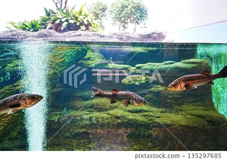 島根縣宍道湖自然博物館戈壁風景 島根縣宍道湖自然博物館戈壁風景 135297685