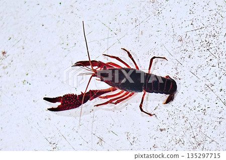 American crayfish American crayfish 135297715