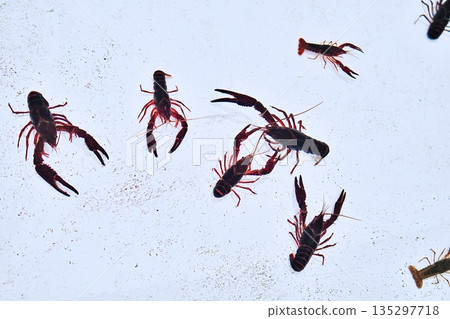 American crayfish 135297718