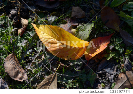 Fallen leaves Fallen leaves 135297774