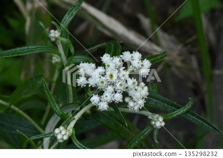 在信州上高地可以看到一種可愛的山羽鹿花，花瓣白色，花頭淡黃色，呈傘房狀花序。 135298232