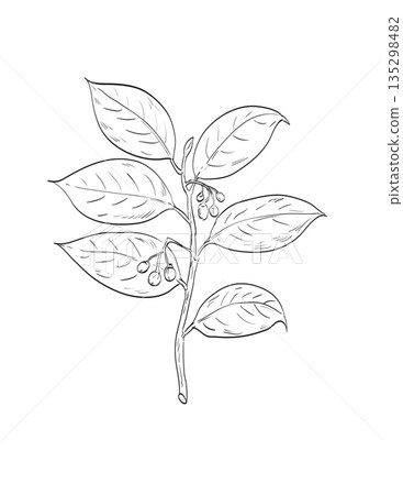 Mace Myristica Fragrans or Nutmeg Tree Plant Drawing Mace Myristica Fragrans or Nutmeg Tree Plant Drawing 135298482