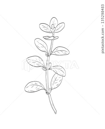 Marjoram or Origanum Majorana Plant Drawing Marjoram or Origanum Majorana Plant Drawing 135298483