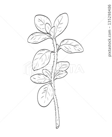 Oregano or Origanum Vulgare Flowering Plant Drawing 135298486