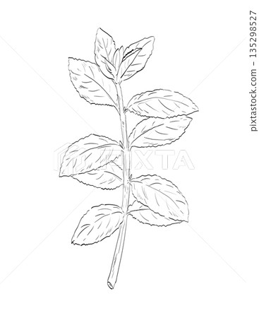 Peppermint or Mentha Piperita Flowering Plant Drawing 135298527