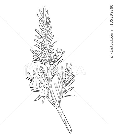 Salvia Rosmarinus or Rosemary Flowering Plant Drawing Salvia Rosmarinus or Rosemary Flowering Plant Drawing 135298580