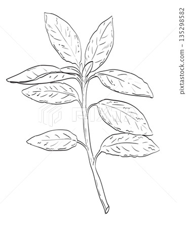 Salvia Officinalis or Common Sage Flowering Plant Drawing Salvia Officinalis or Common Sage Flowering Plant Drawing 135298582