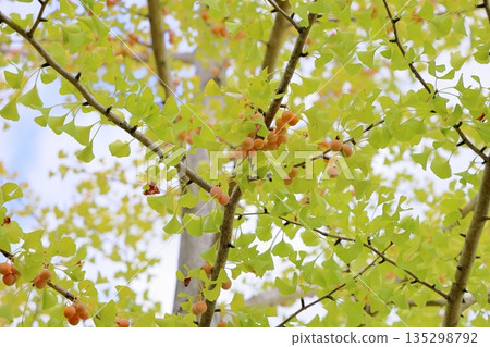 Ginkgo biloba of ginkgo biloba 135298792