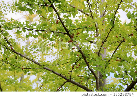 Ginkgo biloba of ginkgo biloba Ginkgo biloba of ginkgo biloba 135298794