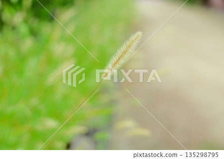 Refreshing green foxtail flower spike 135298795