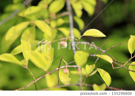 可愛的Mayumi水果 135298800