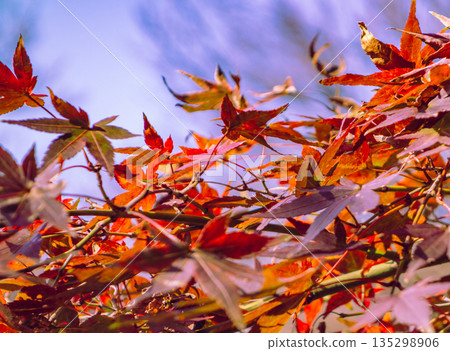 Autumnal maple leaves Autumnal maple leaves 135298906