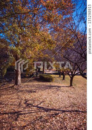 Autumnal maple leaves Autumnal maple leaves 135298915