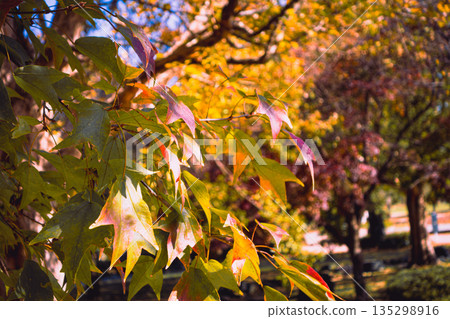 Autumnal maple leaves 135298916