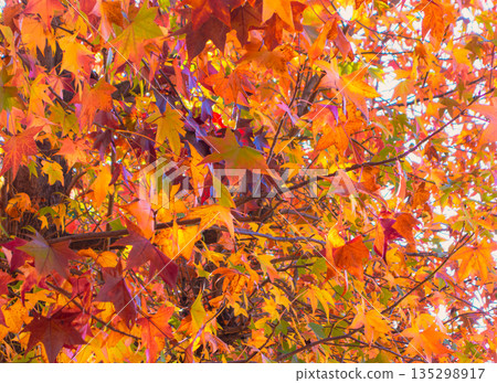 Autumnal maple leaves Autumnal maple leaves 135298917