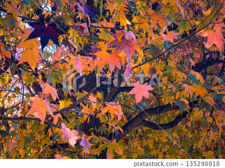 Autumnal maple leaves 135298918