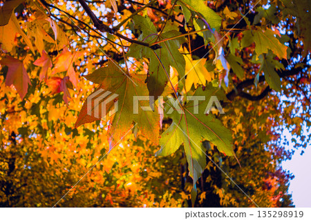 秋天的楓葉 135298919