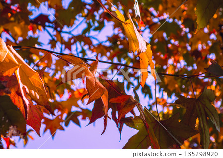 秋天的落葉 135298920