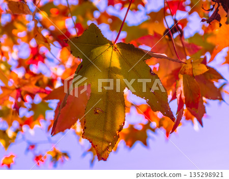 秋天的楓葉 135298921