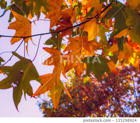 Autumnal maple leaves Autumnal maple leaves 135298924