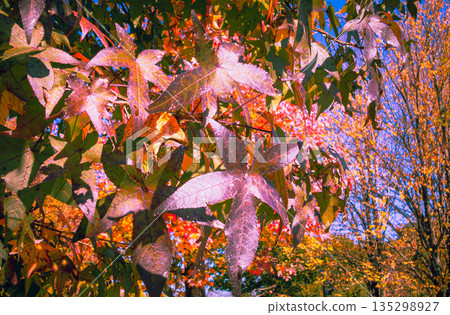 Autumn leaves Autumn leaves 135298927
