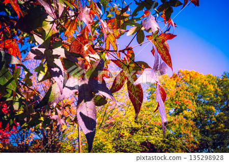 秋天的落葉 135298928