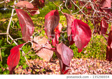 Leaf of autumn leaves dogwood Leaf of autumn leaves dogwood 135298934