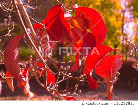Leaf of autumn leaves dogwood Leaf of autumn leaves dogwood 135298935