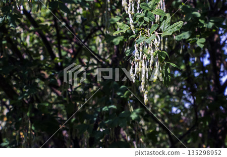 Golden chain or the golden rain or Laburnum anagyroides in garden Golden chain or the golden rain or Laburnum anagyroides in garden 135298952