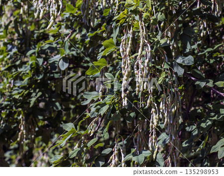 Golden chain or golden rain or Laburnum anagyroides in the garden 135298953