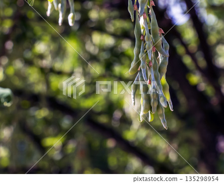 Golden rain tree pods hanging gracefully on branches, surrounded by a softly blurred background in nature Golden rain tree pods hanging gracefully on branches, surrounded by a softly blurred background in nature 135298954