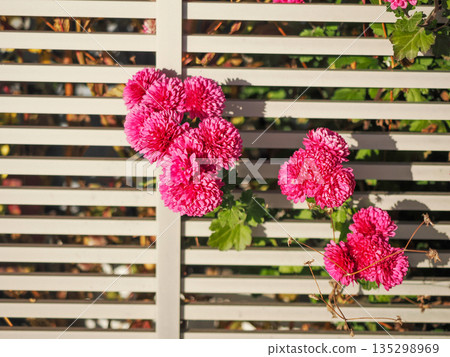 Landscape with spray mums 135298969
