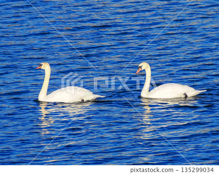 漂浮在水面上的天鵝 135299034