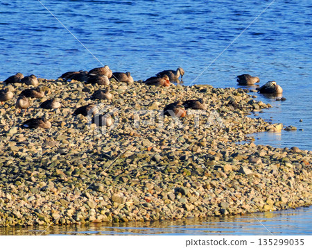 一群鴨子在三角洲休息。 135299035
