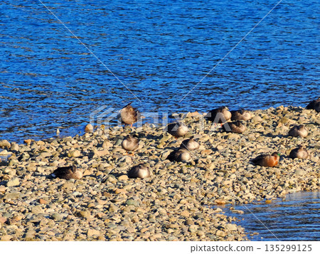A flock of ducks resting in the delta 135299125