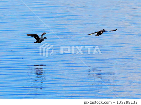 Duck to fly Duck to fly 135299132