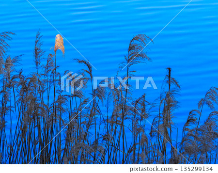 水邊生長的蘆葦 135299134