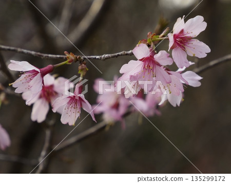 Coho Zakura 135299172