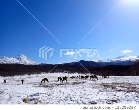 冬季的弗雷普瀑布 135299287