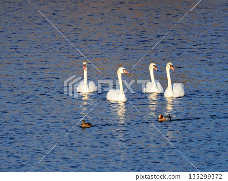 Swan floating on the surface of the water 135299372