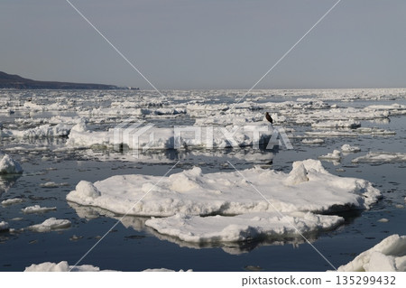 冰上的雄鷹 135299432