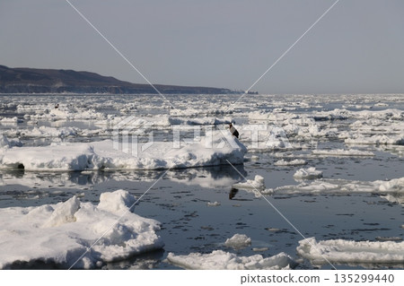 Eagle on Ice Eagle on Ice 135299440