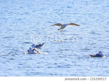 Seagulls to fly away Seagulls to fly away 135299517